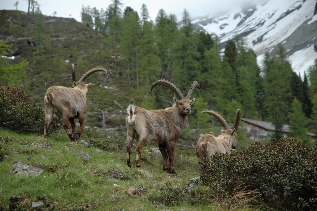 Haus Gfall Kaunertal Eksteriør bilde